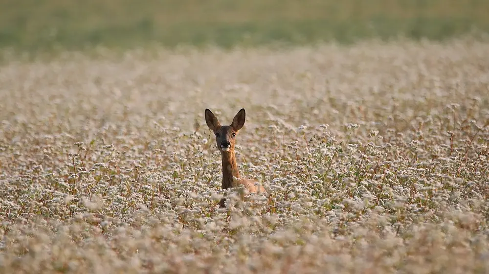 Ile kalorii ma kasza gryczana? Wartości odżywcze i właściwości