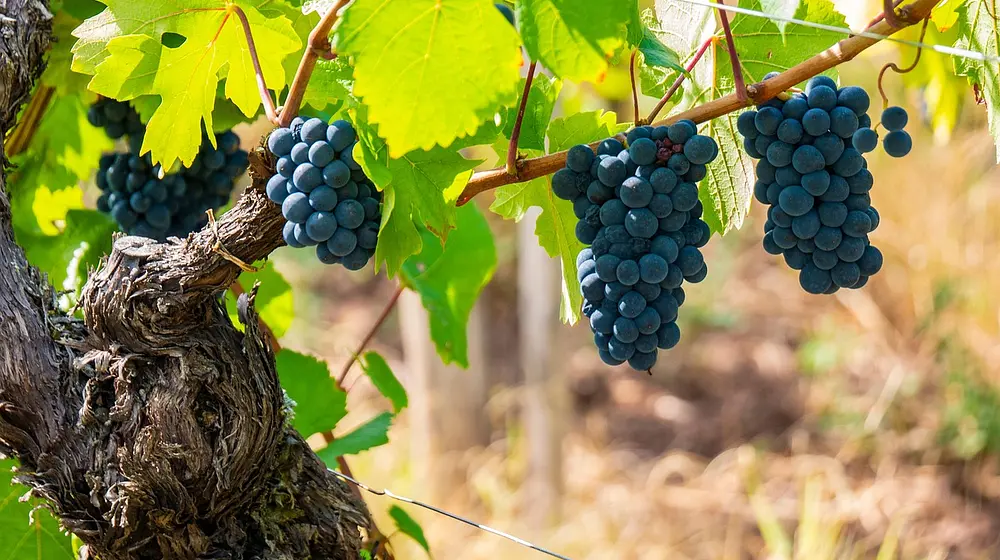 Czy winogrona tuczą? Fakty i mity o kaloryczności owoców