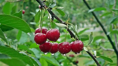 Czy czereśnie powodują tycie? Fakty o kaloriach i diecie