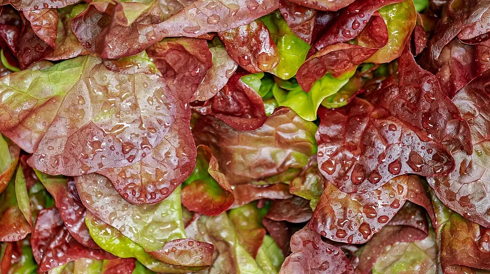 Dieta dla kobiet na siłowni - co jeść?