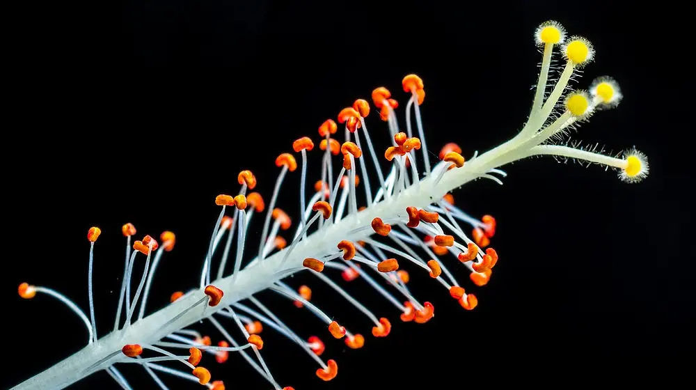 Czy ptasie mleczko tuczy? Fakt czy mit?