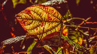 Czy fasola tuczy? Fakty i mity o kaloryczności fasoli