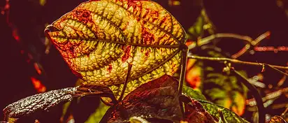 Czy fasola tuczy? Fakt czy mit?