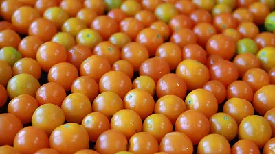 Ile kalorii ma pomidor koktajlowy? Wartości odżywcze i właśc