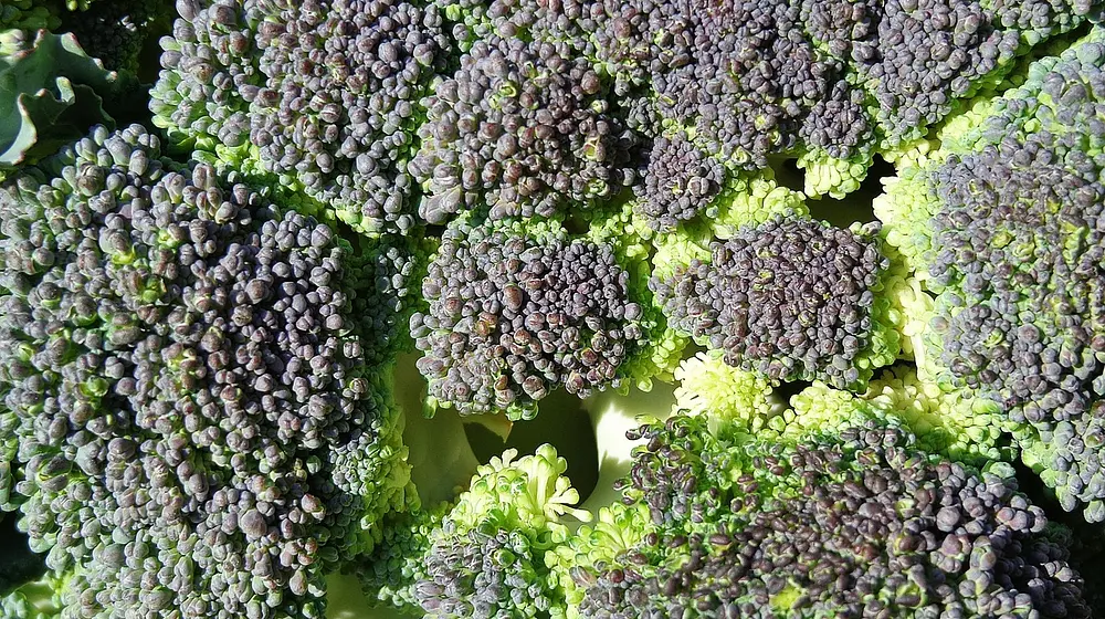 Ile kalorii ma brokuł? Kompleksowy przewodnik po wartościach odżywczych i diecie