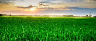 Ile kalorii ma ryż biały? Sprawdź fakty