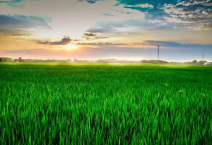 Ile kalorii ma ryż biały? Sprawdź fakty