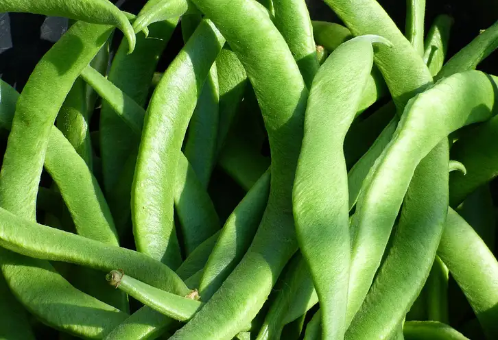 Ile kalorii ma fasolka szparagowa?