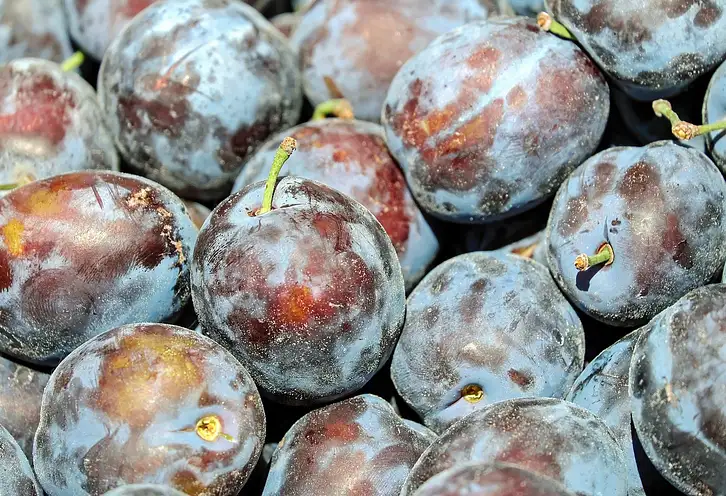 Czy śliwki tuczą? Fakty i mity