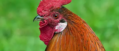 Ile kalorii ma kotlet z kurczaka? Sprawdź wartości