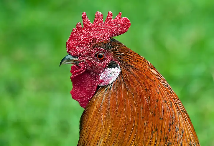 Ile kalorii ma kotlet z kurczaka? Sprawdź wartości