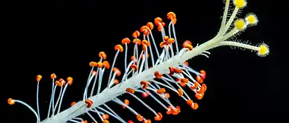 Czy ptasie mleczko tuczy? Fakt czy mit?