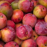 Ile kalorii ma mango? Wartości odżywcze