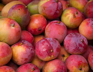 Ile kalorii ma mango? Wartości odżywcze