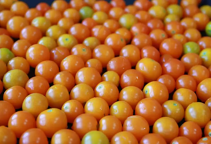 Ile kalorii ma pomidor koktajlowy? Sprawdź teraz