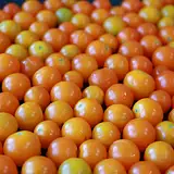 Ile kalorii ma pomidor koktajlowy? Sprawdź teraz