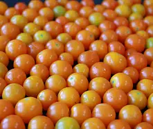 Ile kalorii ma pomidor koktajlowy? Sprawdź teraz