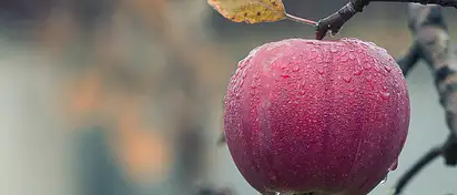 Ile kalorii ma jabłko?