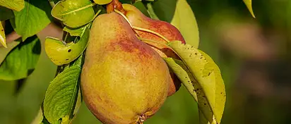 Ile kalorii ma gruszka? Wartości i korzyści