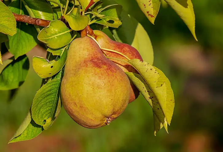 Ile kalorii ma gruszka? Wartości i korzyści